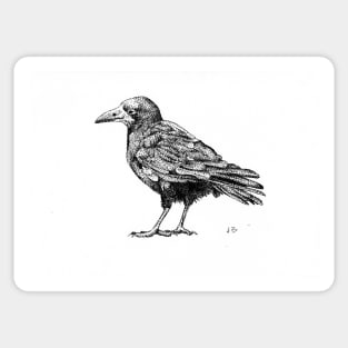 Stipple Drawing - Crow Sticker